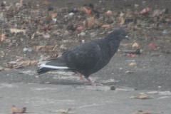 Columba livia