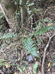 Polystichum vestitum