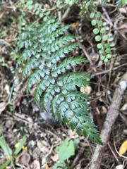 Polystichum vestitum