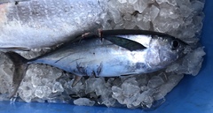 Thunnus atlanticus