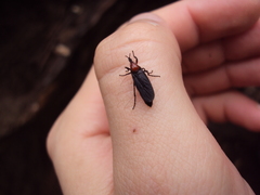 Dilophus pectoralis