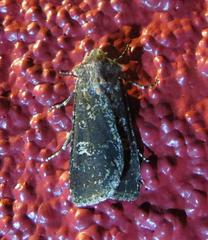 Euxoa serotina