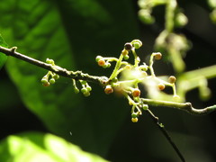 Steganthera laxiflora