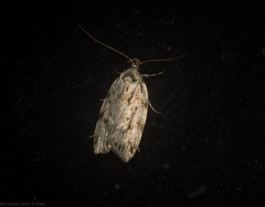 Barea nymphica