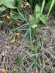 Thyrsanthella difformis
