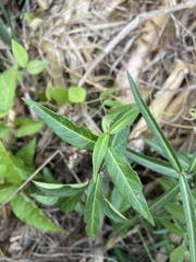 Thyrsanthella difformis