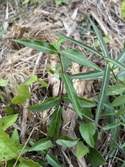 Thyrsanthella difformis