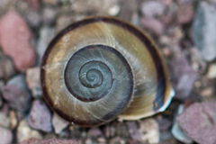 Sonorella granulatissima