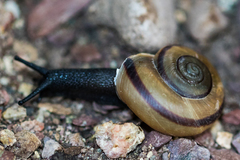 Sonorella granulatissima