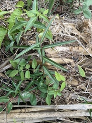 Thyrsanthella difformis