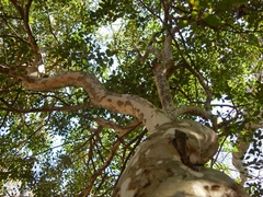 Eugenia uruguayensis