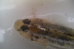 Favonigobius exquisitus