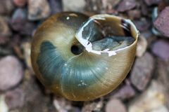 Sonorella granulatissima