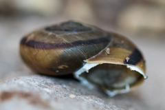 Sonorella granulatissima