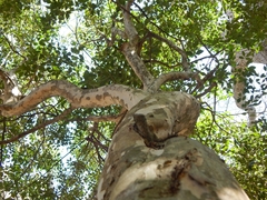 Eugenia uruguayensis