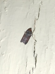 Acleris celiana