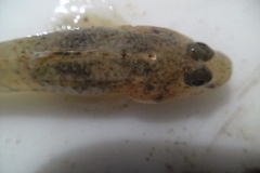Favonigobius exquisitus