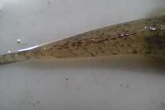 Favonigobius exquisitus