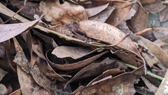 Technomyrmex albipes