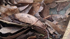 Technomyrmex albipes