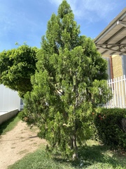 Platycladus orientalis