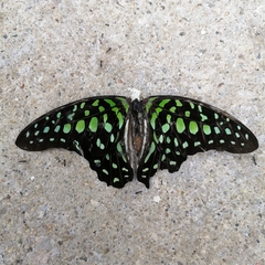 Graphium agamemnon agamemnon