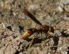 Monobia arizonensis