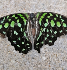 Graphium agamemnon agamemnon