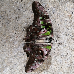 Graphium agamemnon agamemnon