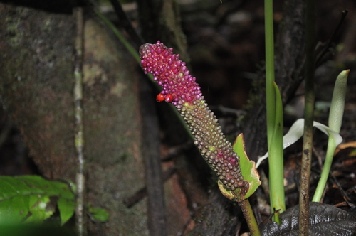 Anthurium sanctifidense image