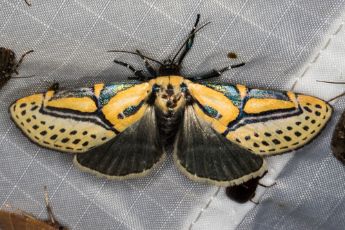 Hieroglyphic Moth