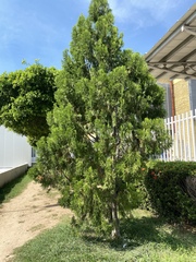 Platycladus orientalis