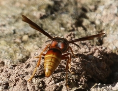 Monobia arizonensis