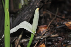 Anthurium sanctifidense