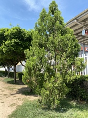 Platycladus orientalis