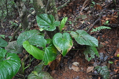 Anthurium sanctifidense