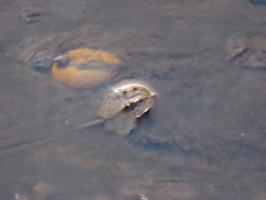 Carcinoscorpius rotundicauda