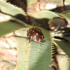 Pachycoris