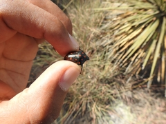 Pachycoris