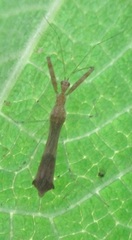 Bactrodes spinulosus