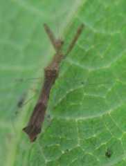 Bactrodes spinulosus