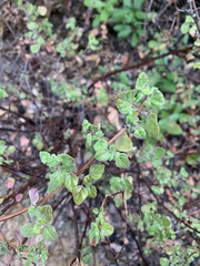 Clinopodium chandleri