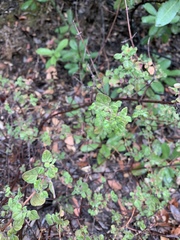 Clinopodium chandleri