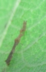 Bactrodes spinulosus