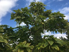 Catalpa