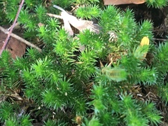 Selaginella wrightii