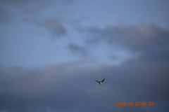 Petrochelidon pyrrhonota melanogaster