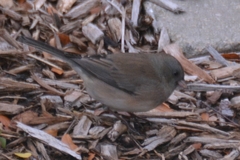 Junco hyemalis