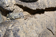 Tenuidactylus elongatus