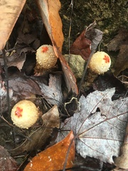 Calostoma ravenelii ravenelii